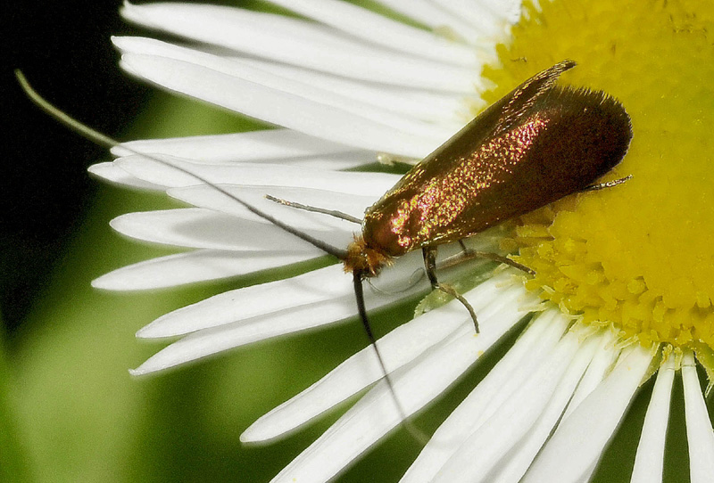 Adelidae  - Adela violella